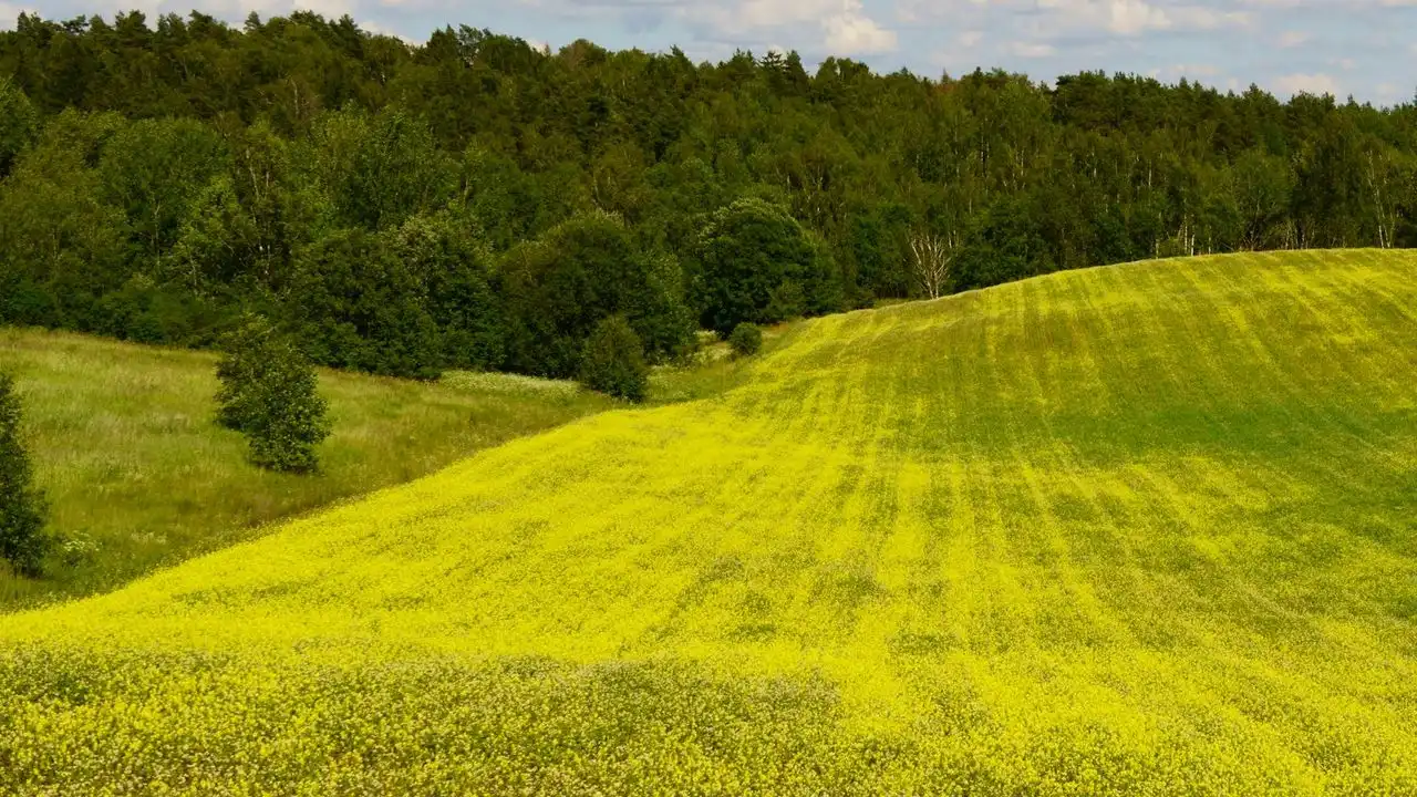 Mondly Lithuanian Course Review And Practical Alternatives
